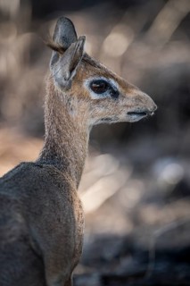 Kirk dikdik or kirk's dik-dik