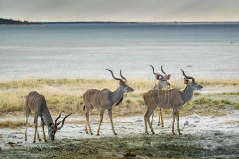 Greater kudu