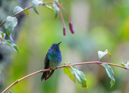 Mexican violetear