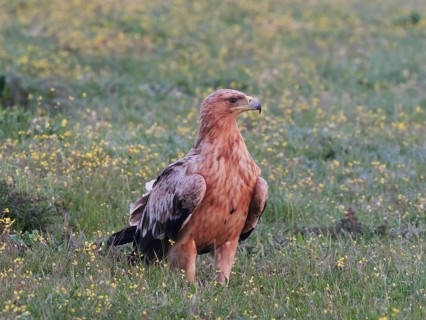 Kaiseradler