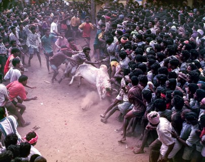 Jallikattu