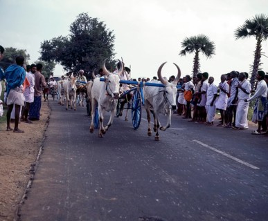 Bullock cart race or Rekla race in Madurai