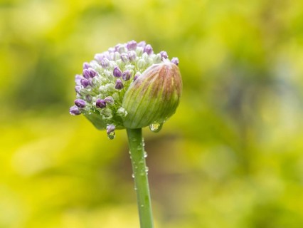 Raindrops on ornamental leek