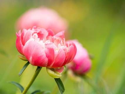 Bush peony