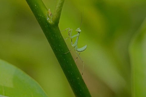 Bush mantis