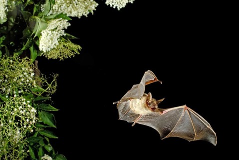 Greater mouse-eared bat