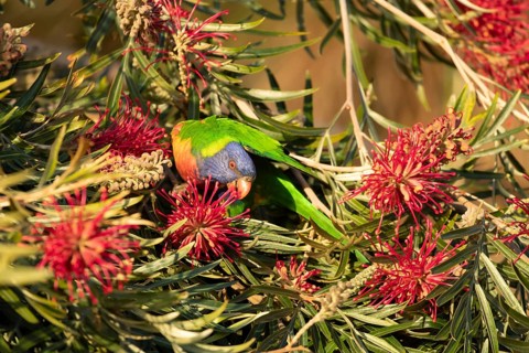 Rainbow lorikeet