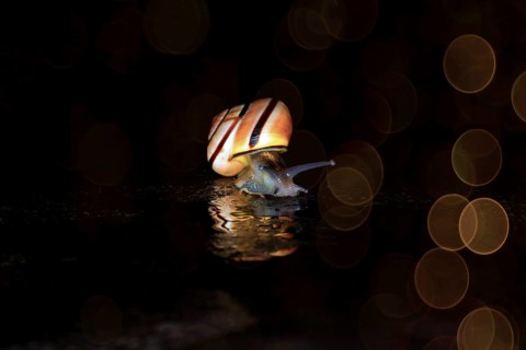 Hain-Baenderschnecke