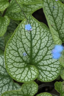 Leaf of the large-leaved siberian bugloss
