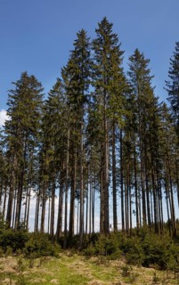 Monoculture