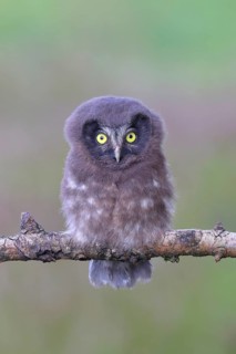 Tengmalm's Owl