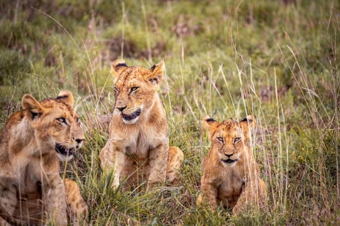 Lion