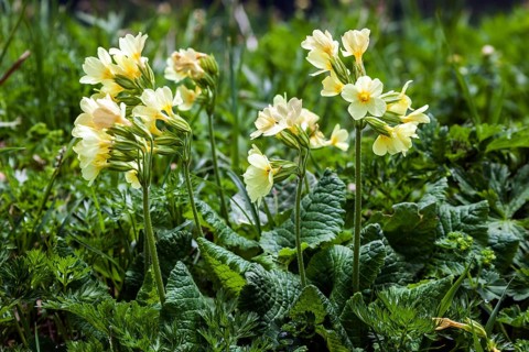 Auricula