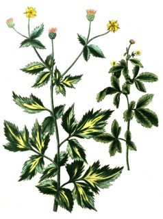 Caryophillata alpina