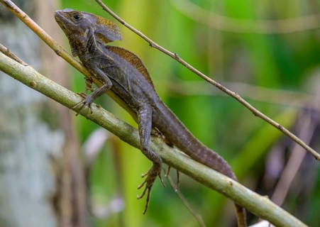 Common basilisk