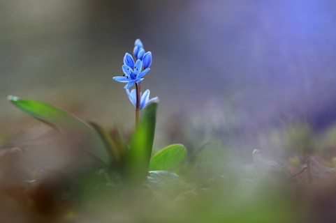Squill