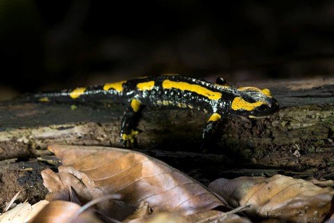 Feuersalamander