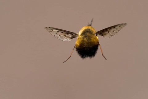Gefleckter Wollschweber