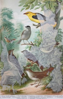 Historisches Bild von verschiedenen Singvoegeln: Oriolus galbula