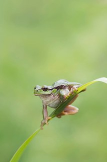 European tree frog