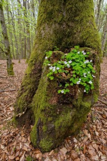 Wood sorrel