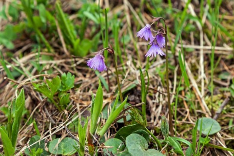 Alpine snowbell
