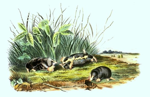 American shrew mole