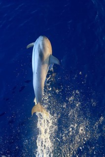 Jumping dolphins in front of the bow wave of a ship