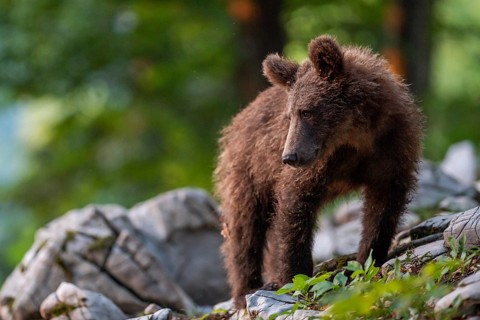 European Brown bear