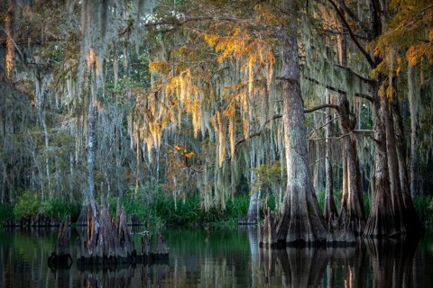 Bald cypresses