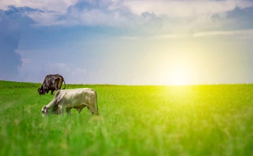 Two cows in the field eating grass