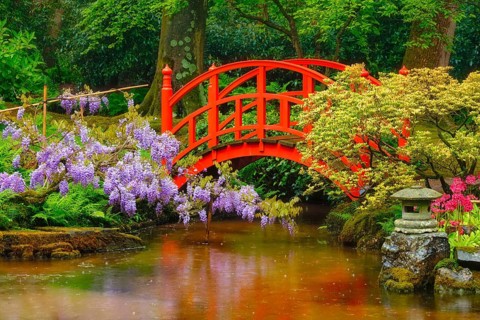 Small bridge in Japanese garden
