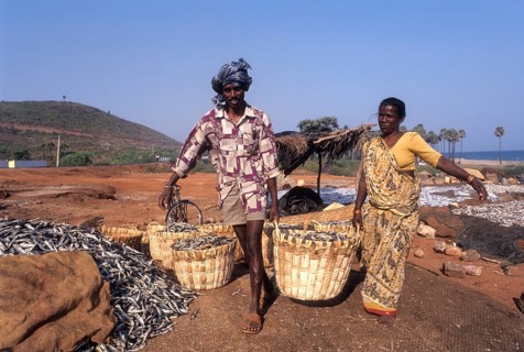 Carrying dried fish in Bheemunipatnam
