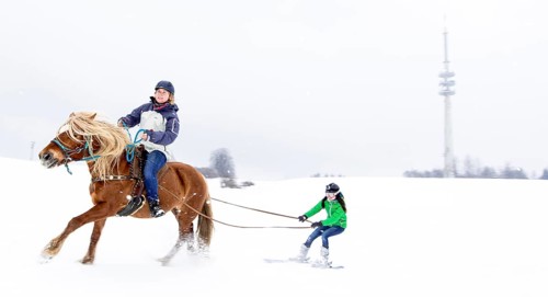 Skikjoering mit Haflinger am Peissenberg