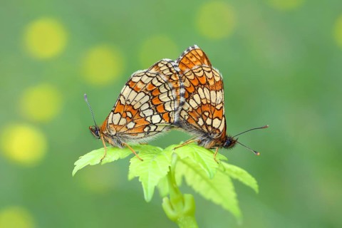 Heath fritillary