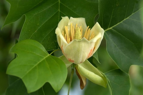 Flower from tulip tree