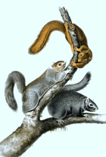 Black giant squirrel