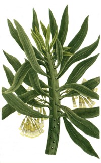 Cacaliastrum or Senecio arborescen