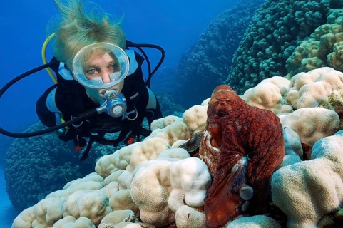 Diver looking at common octopus