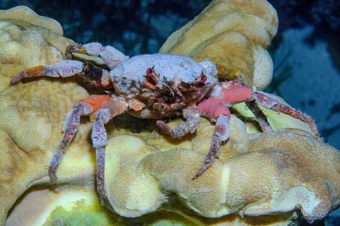 Crab