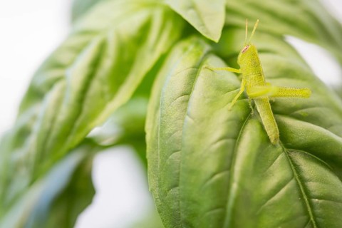 Small green grasshopper close-up resting on basil leaves