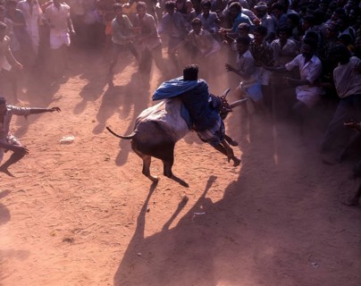 Jallikattu in Alanganallur near Madurai