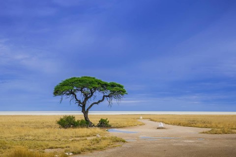 Tree at the edge of the salt pan