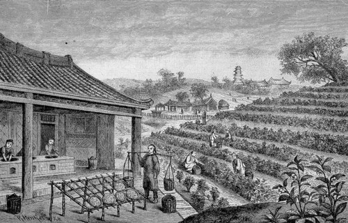 Harvesting and processing of tea in India in 1865