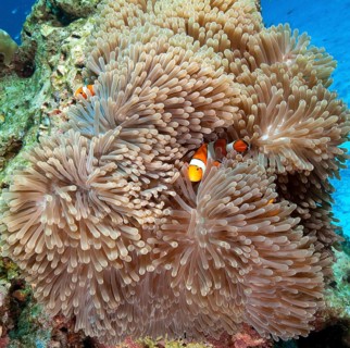 Pair of ocellaris clownfish