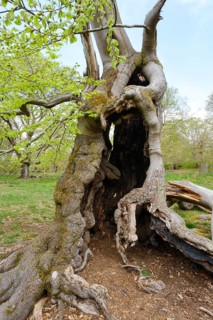 Knotty beech
