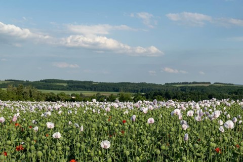 Field with Waldviertel grey poppy