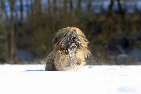 Lhasa Apso running in the snow