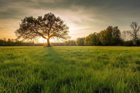 Large oak tree in a clearing at sunset in spring