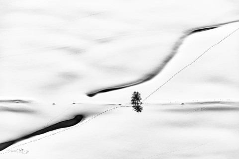 Tief verschneiter Bachlauf mit kleinem Baum und Tierspuren